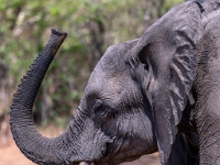 Rezerwat w Chobe (Botswana)